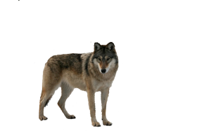 Wolf PNG-23206